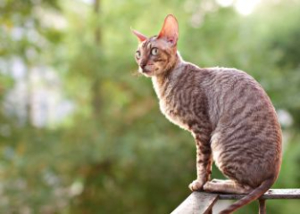 Mèo Cornish Rex - Top 30+ ảnh mèo Cornish Rex lông xoăn đẹp