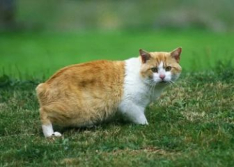 Mèo Manx - Top 25+ ảnh mèo Manx không đuôi cute, đáng yêu