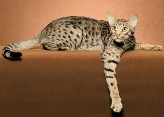 Mèo Ocicat - Top 20+ ảnh mèo Ocicat đậm chất hoang dã