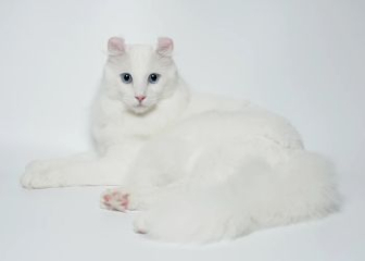 Mèo American Curl - Top 25+ ảnh mèo Mỹ tai quăn độc lạ nhất
