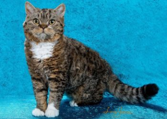 Mèo Selkirk Rex - Top 25+ ảnh mèo lông xoăn Selkirk siêu cute