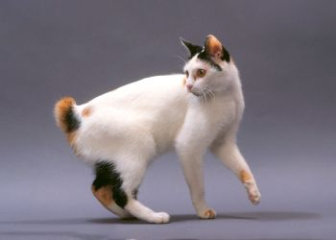 Mèo Japanese Bobtail - Top 25+ ảnh mèo đuôi cụp Nhật Bản cute
