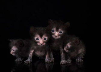 Mèo Lykoi - Top 20+ ảnh mèo sói Lykoi với ngoại hình độc lạ