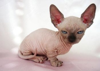 Mèo Minskin - Top 25+ ảnh mèo Minskin độc đáo, dễ thương