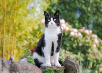 Mèo European Shorthair - Top 25 ảnh mèo lông ngắn châu Âu cute