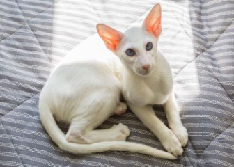 Top 25+ ảnh mèo Oriental Shorthair độc lạ có 1 không 2