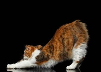 Mèo cộc đuôi Kuril - Top 30+ ảnh mèo Kurilian Bobtail đẹp nhất