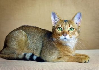 Mèo Chausie - Top 20+ ảnh mèo Chausie đẹp, ấn tượng nhất