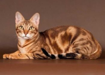 Mèo Sokoke - Top 20+ ảnh mèo Sokoke lông vằn vân gỗ độc đáo