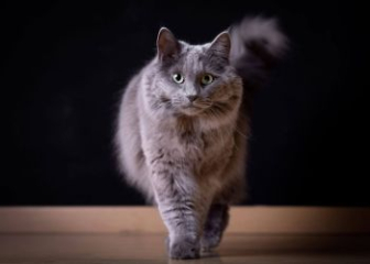 Mèo Nebelung - TOP 20+ ảnh mèo Nebelung đẹp, hút hồn nhất