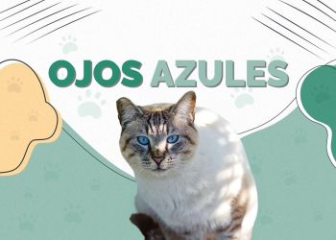 Mèo Ojos Azules - Top 22+ ảnh Mèo Ojos Azules mắt xanh siêu đẹp