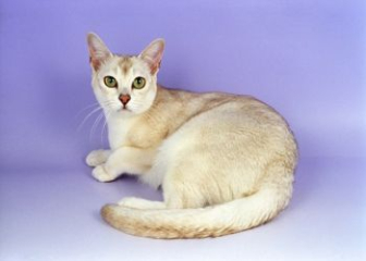 Mèo Burmilla - Top 20+ ảnh mèo Burmilla đẹp, dễ thương nhất