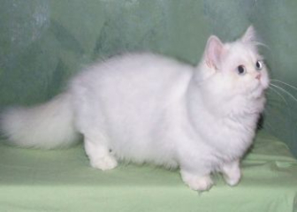 Mèo Napoleon- Top 20+ Ảnh mèo Napoleon đẹp, cute nhất