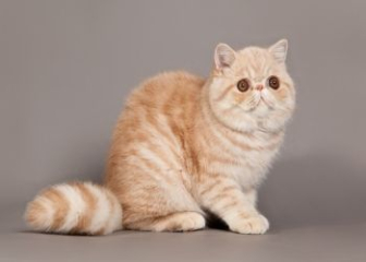 Top 25+ ảnh Mèo Exotic Shorthair mặt tròn mũi tẹt đáng yêu