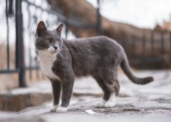 Mèo lông ngắn Brazil - Top 23+ ảnh mèo Brazilian Shorthair đẹp nhất