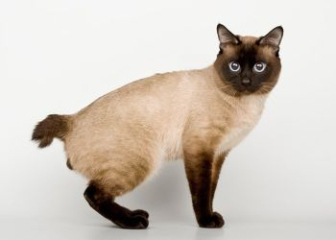 Mèo Mekong Bobtail - Top 20+ ảnh mèo Mekong Bobtail đẹp nhất