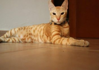 Mèo Mau Ả Rập - Top 20+ Mèo Arabian Mau đẹp, ấn tượng nhất